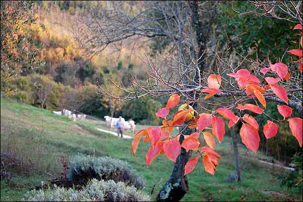 Naturen omkring Assisi Retreat Center